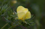 Sulphur cinquefoil